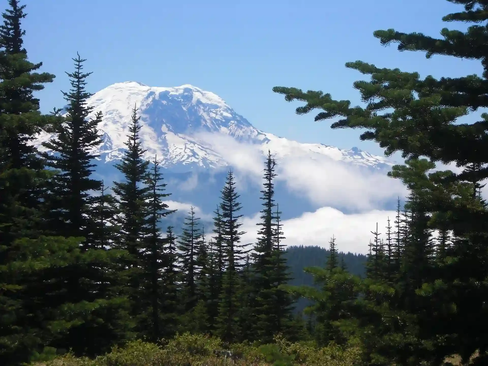Snow-capped Mount Rainier rising above evergreen forests and low clouds in Mount Rainier National Park, Washington.