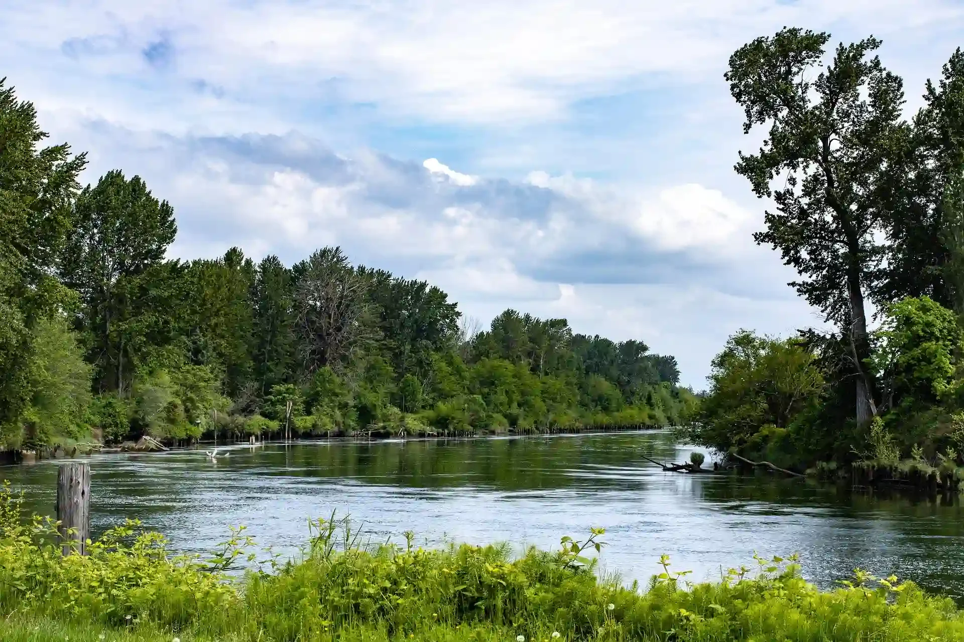 Tree-lined river surrounded by lush green vegetation under a partly cloudy sky.