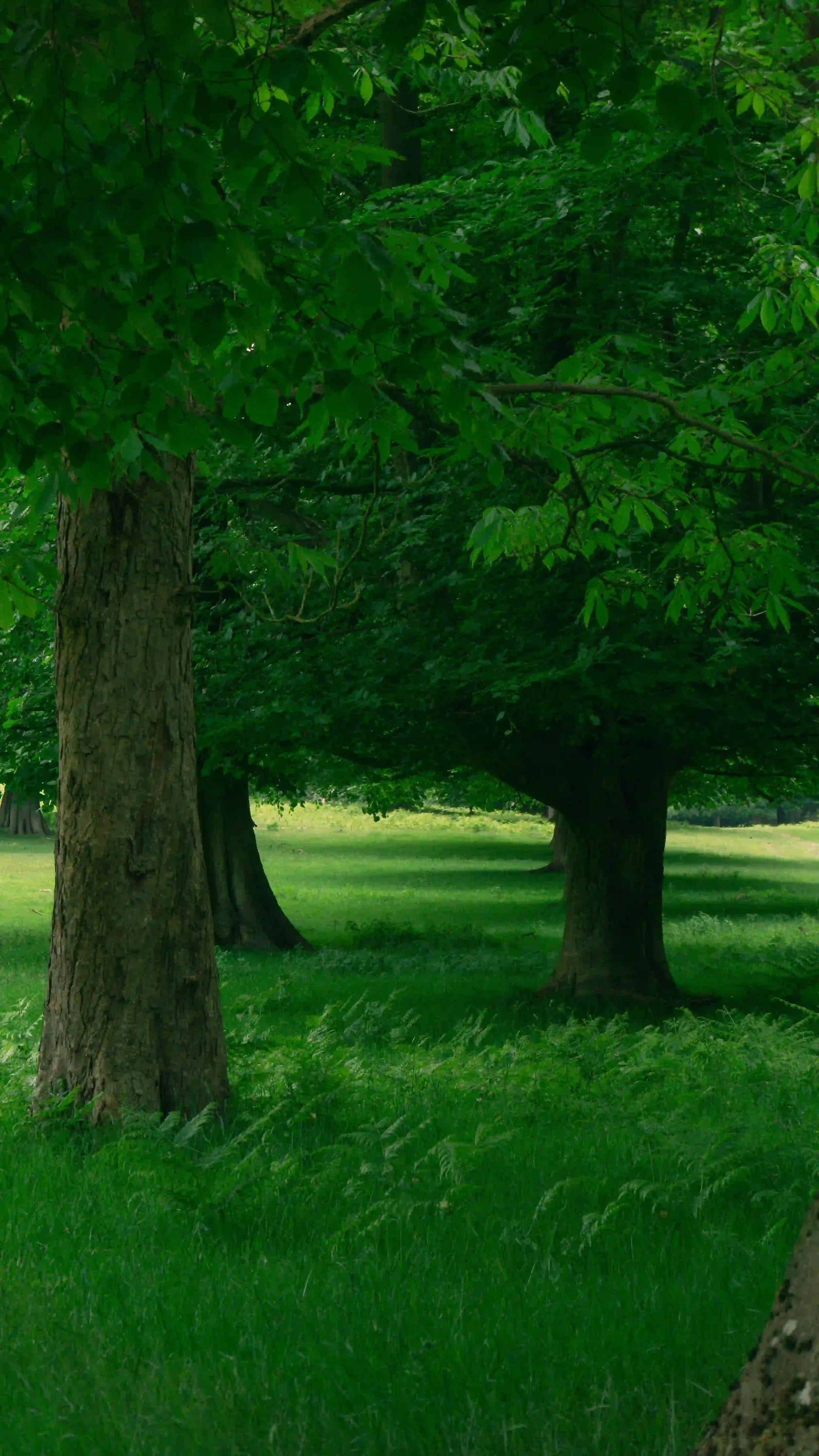 Shaded green park with tall trees, dense leaves, and a grassy path beneath the canopy.