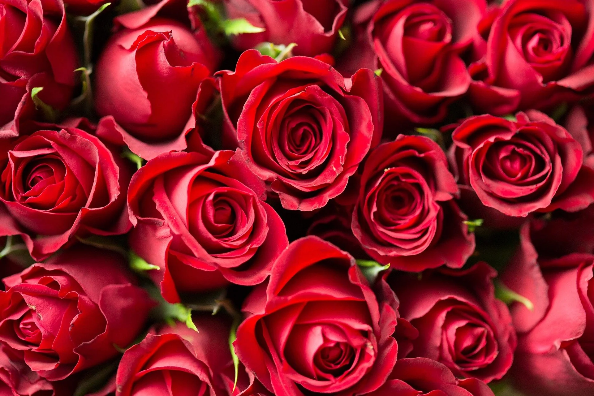 A cluster of red roses tightly packed together.