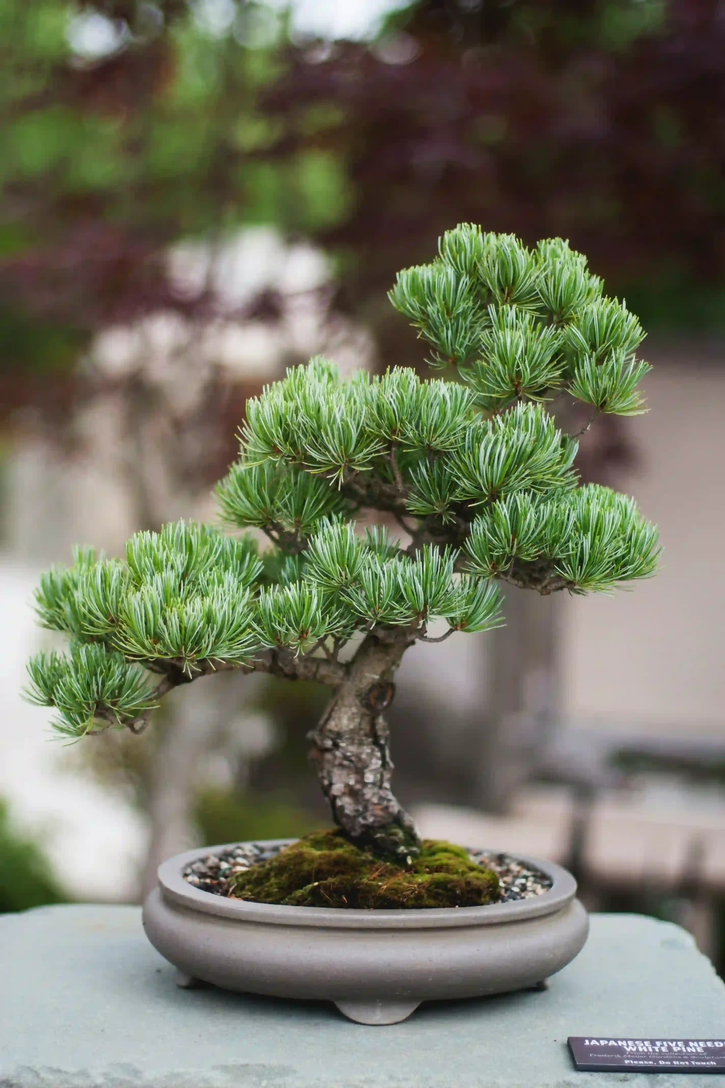 Close-up of a small bonsai tree in a shallow pot, with green pine needles and moss around the base.