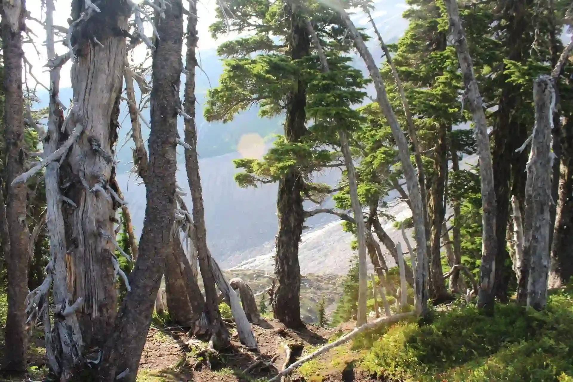 Sunlight filtering through evergreen trees with mountain scenery in Mount Rainier National Park, Washington.