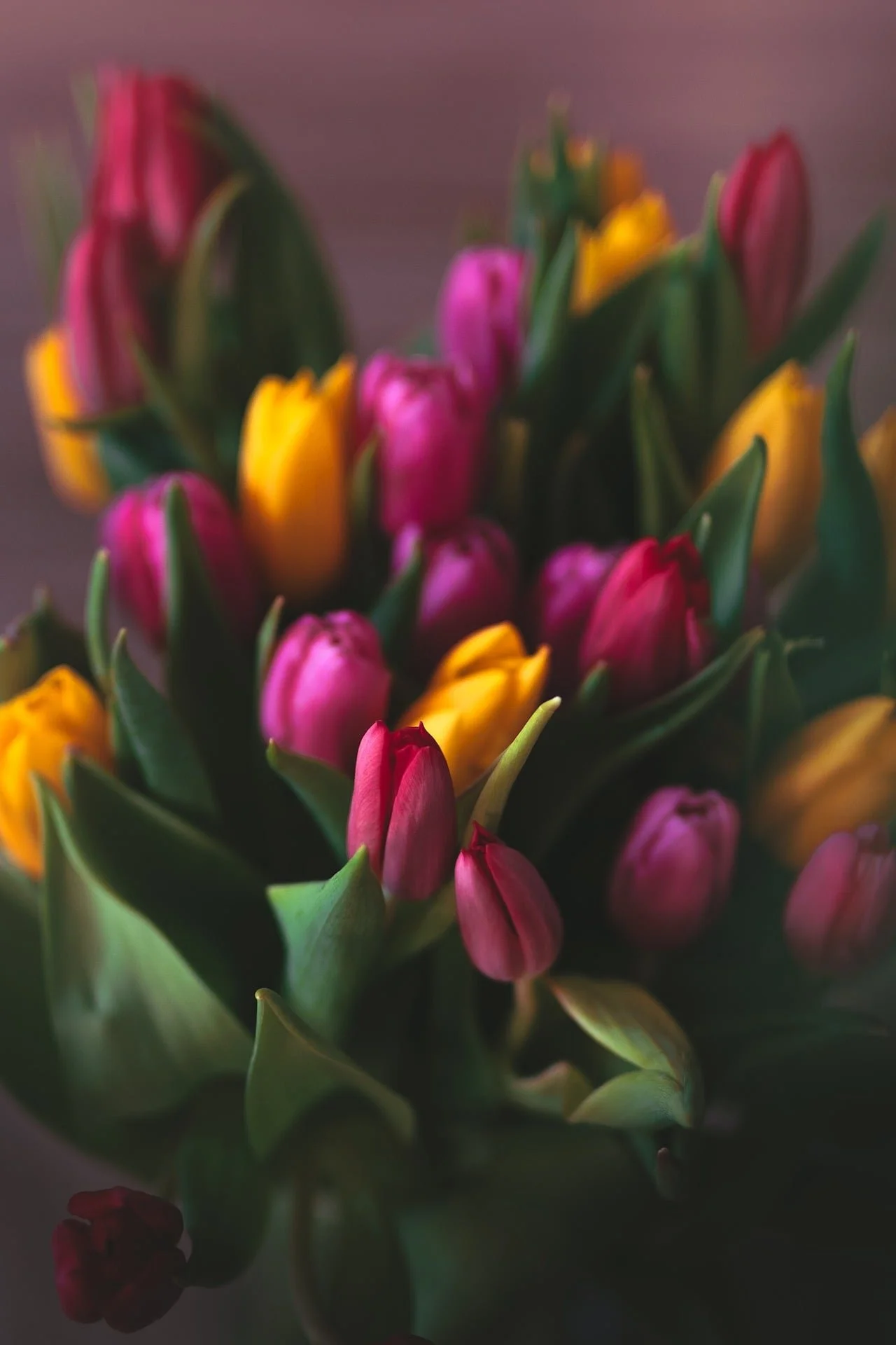 Close-up of pink and yellow tulips in a bouquet.