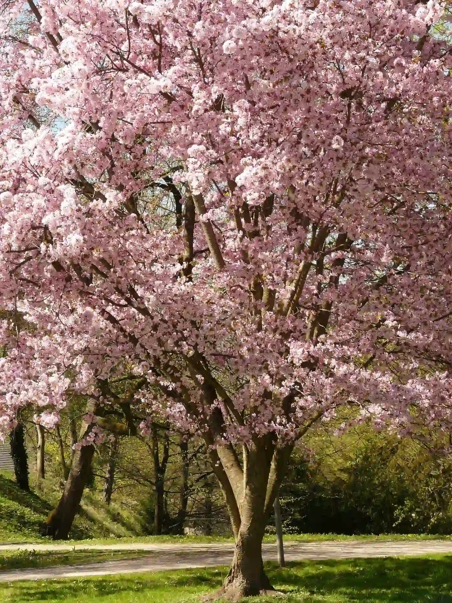 Pink cherry blossom tree in full bloom beside a park pathway.
