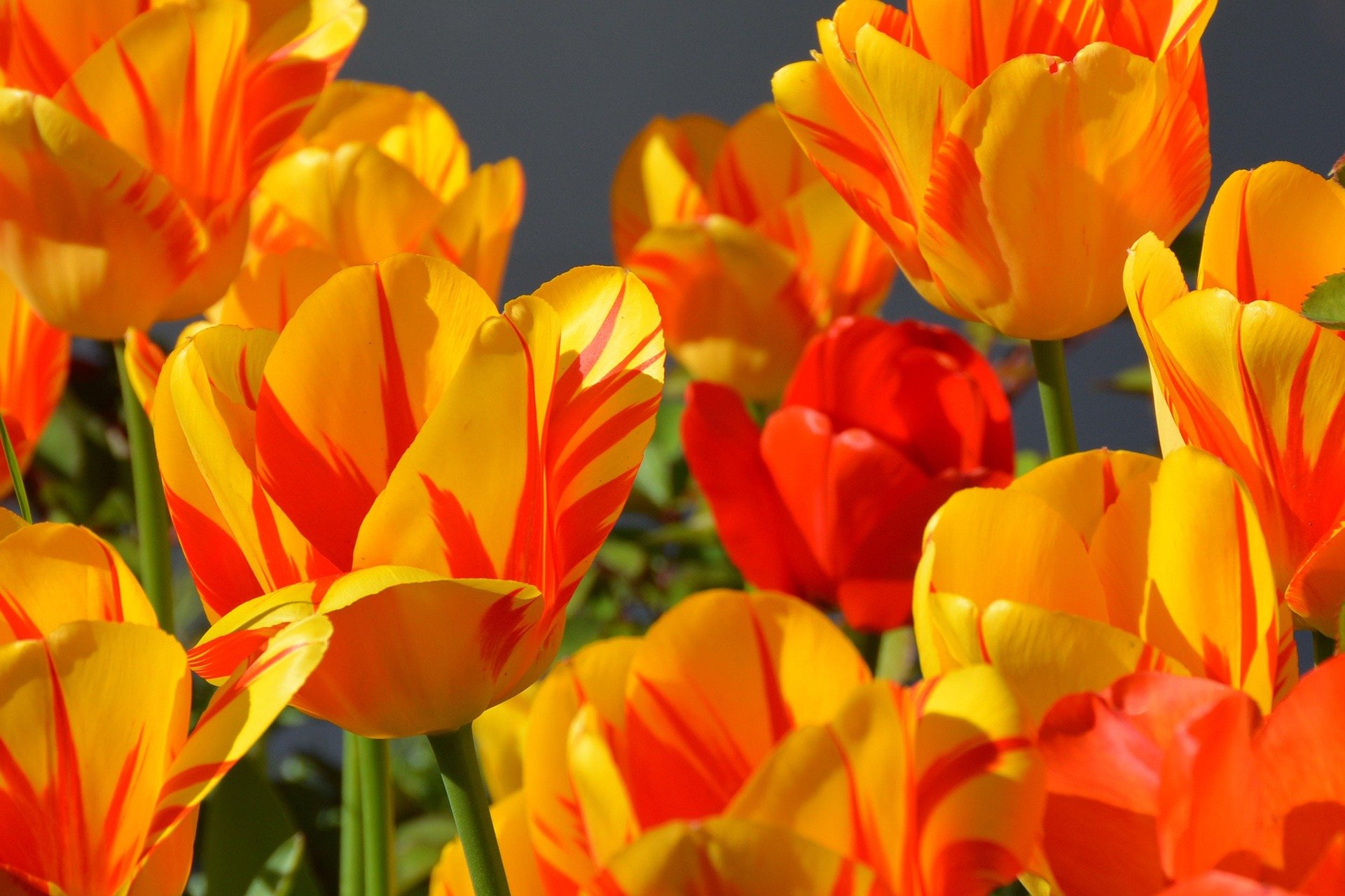 Close-up of vibrant yellow and orange tulips with streaks of red, blooming against a blurred dark background.