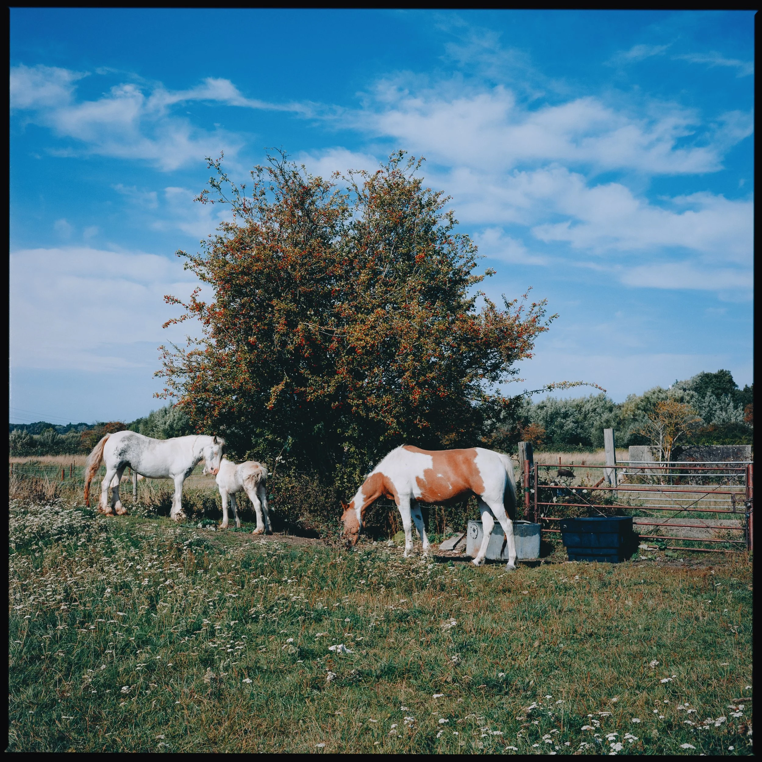 Hertfordshire, UK (2025)