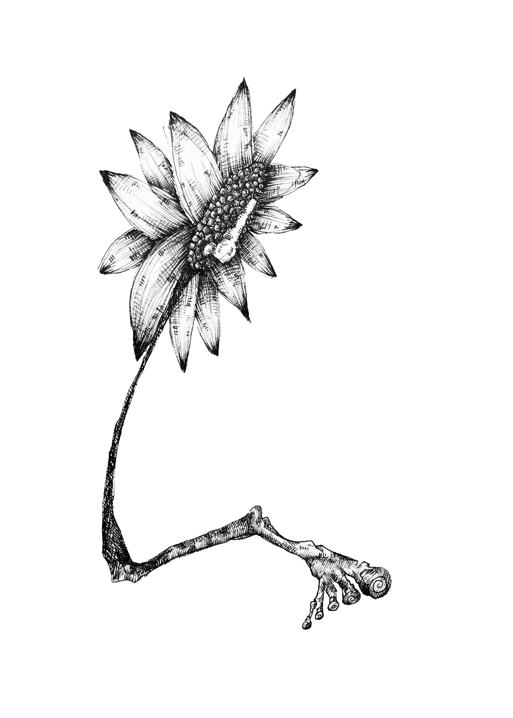 flower with toes.png