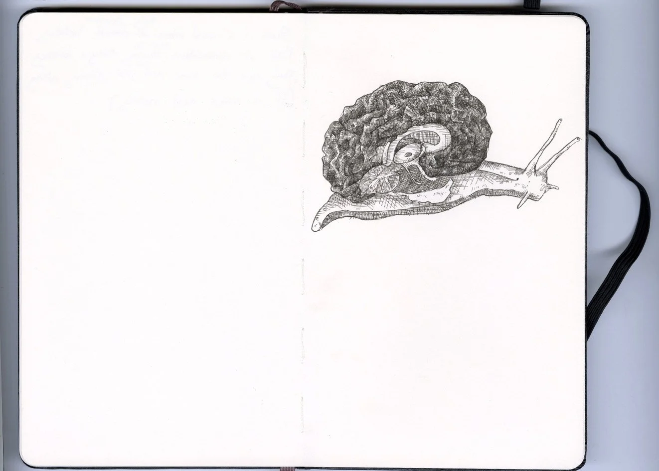 snail brain.jpg