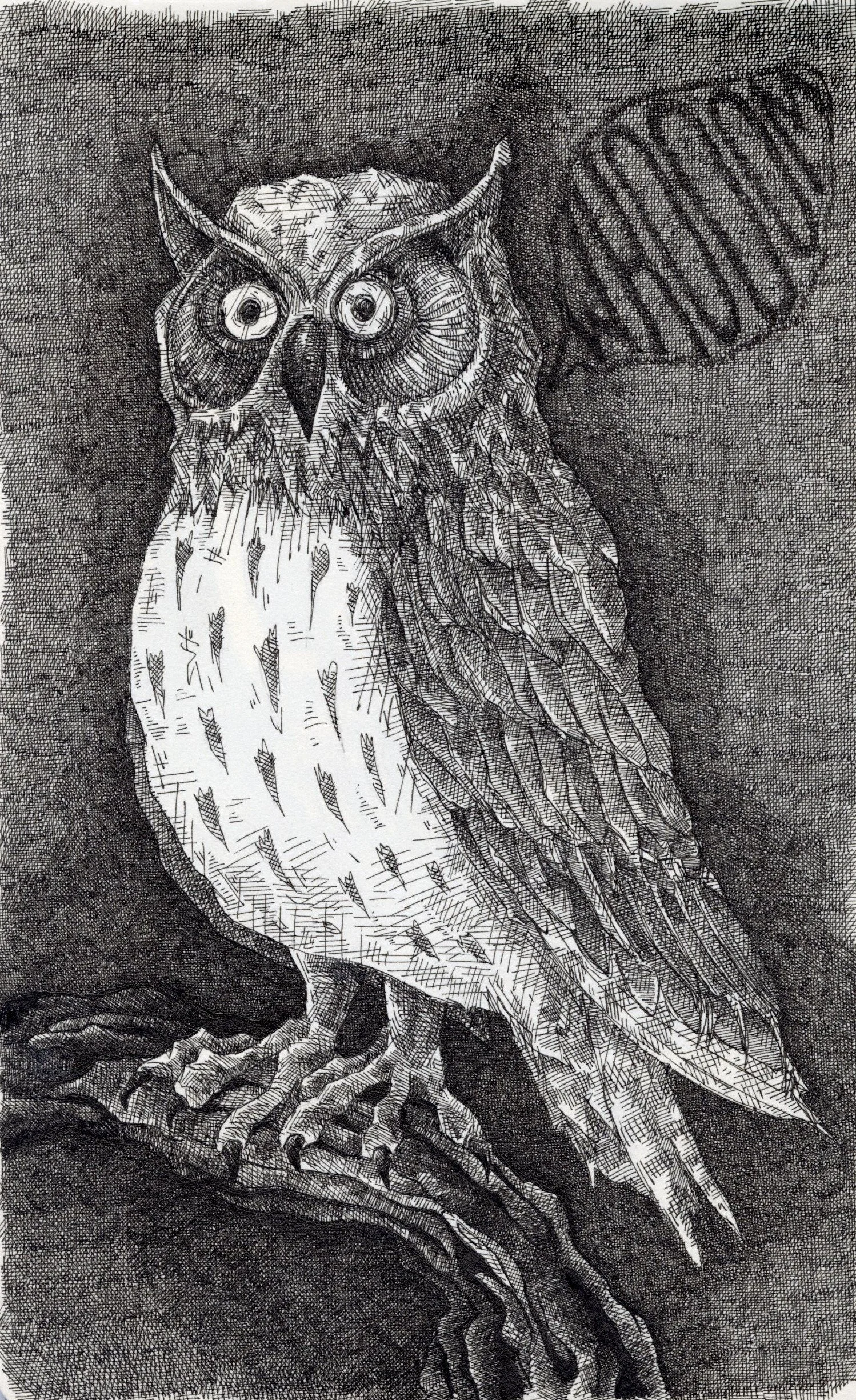 owl.jpg