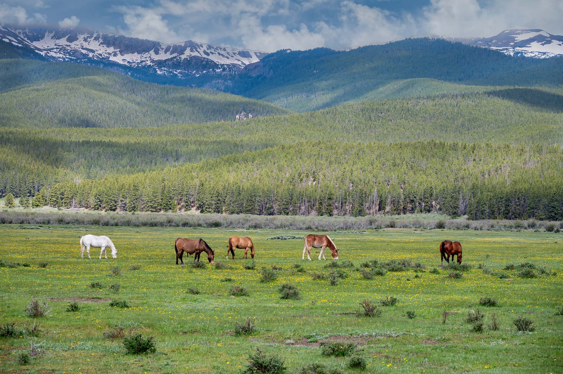 Leadville mountain and horse view
