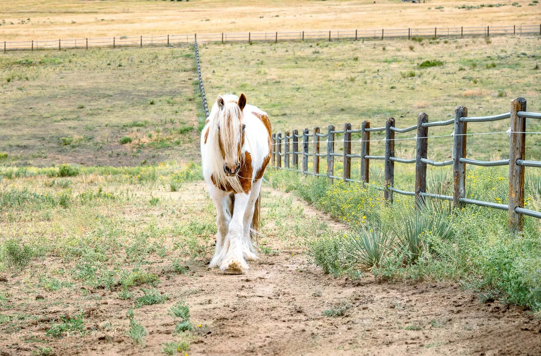 Horse property photoshoot. (Copy)