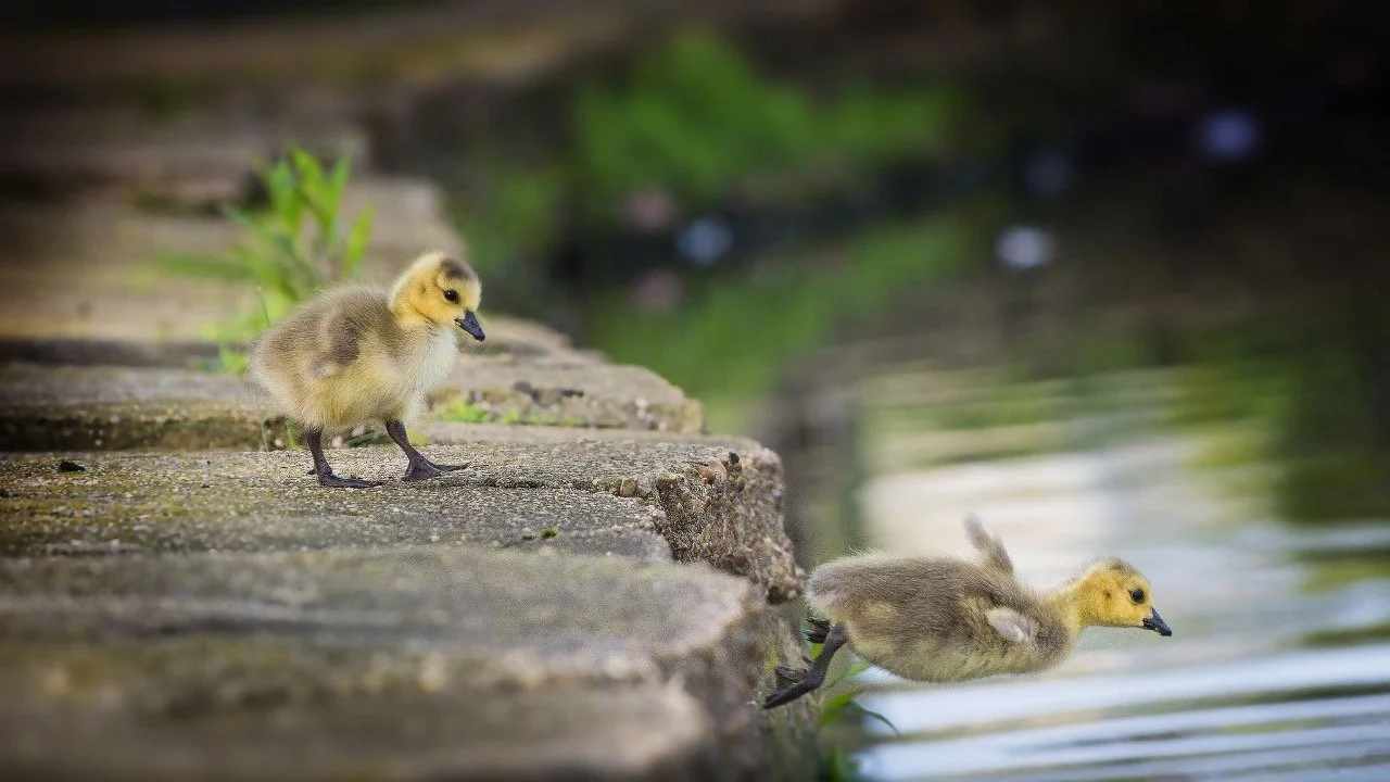 Two goslings beside a pond, one leaping into the water, one on the stone ledge poised to follow. Greenery in the background.
