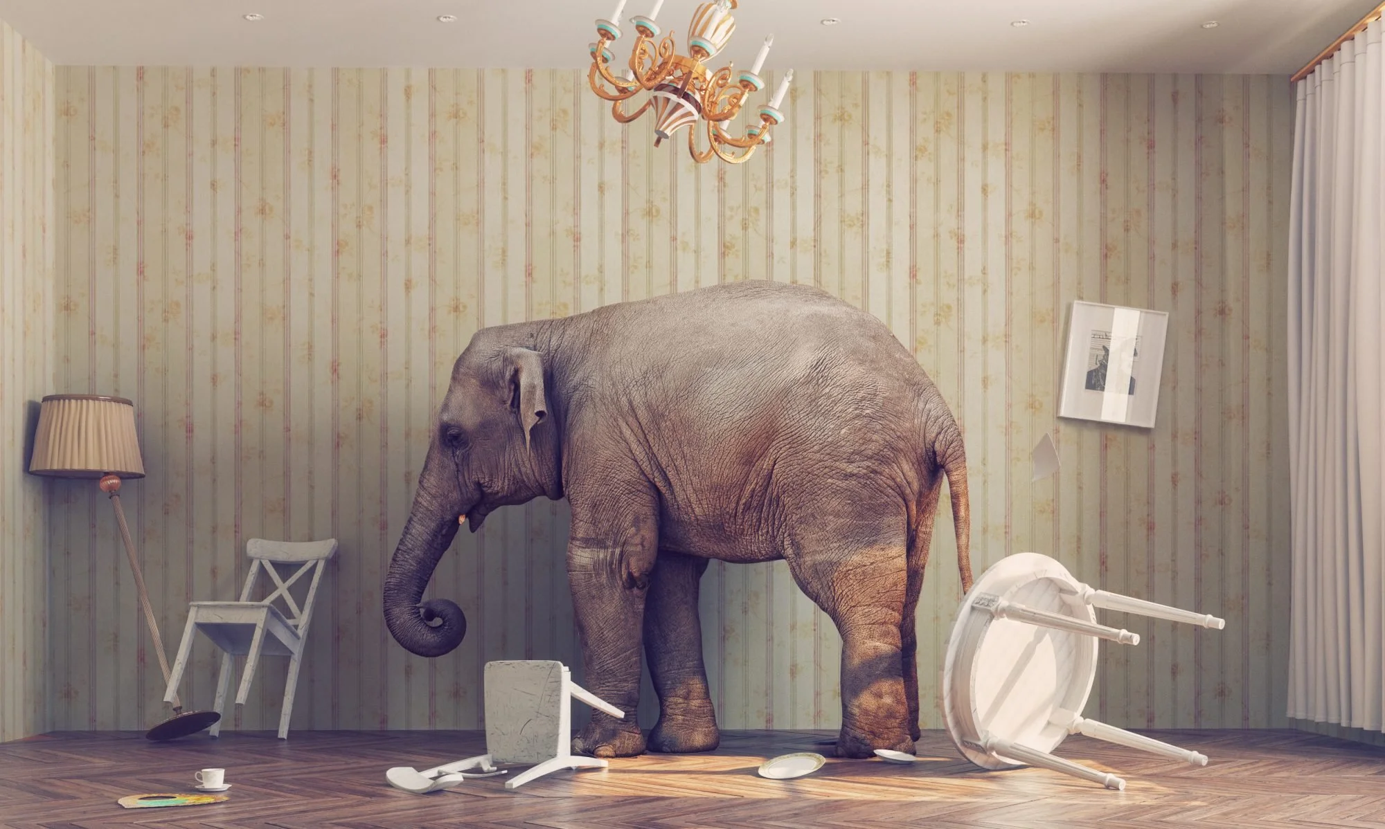 An elephant standing in a messy room with overturned furniture, broken table, chairs, and scattered dishes, with a chandelier hanging from the ceiling.  Illustrating the concept of the elephant in the room