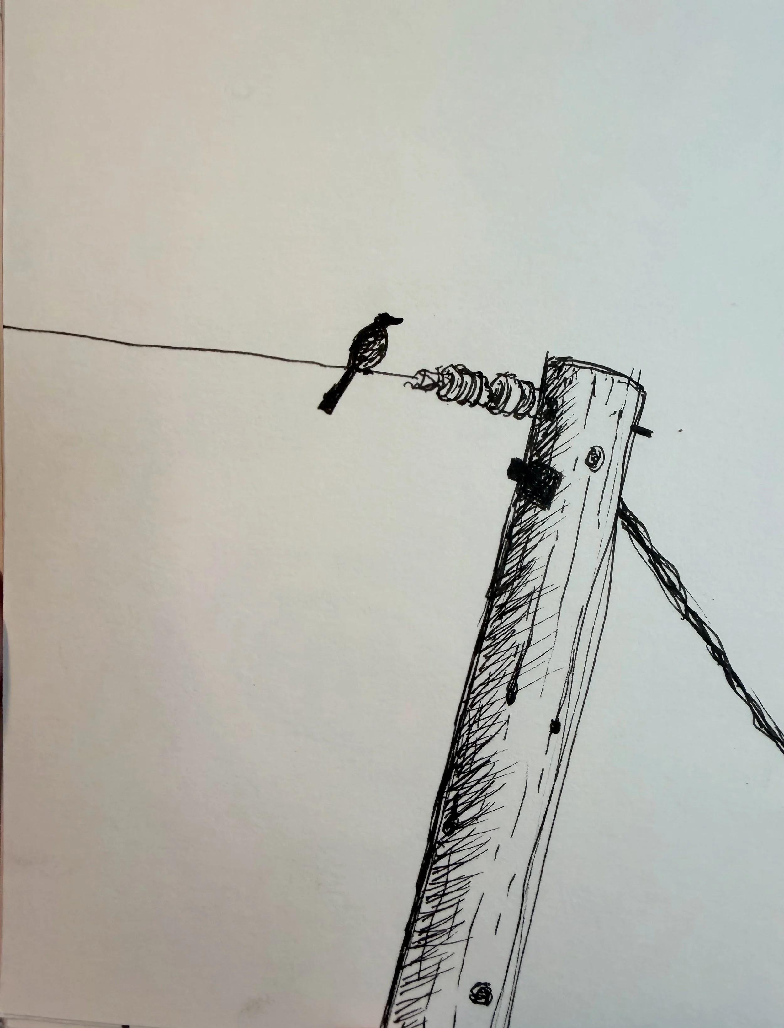 Birdwire.jpg
