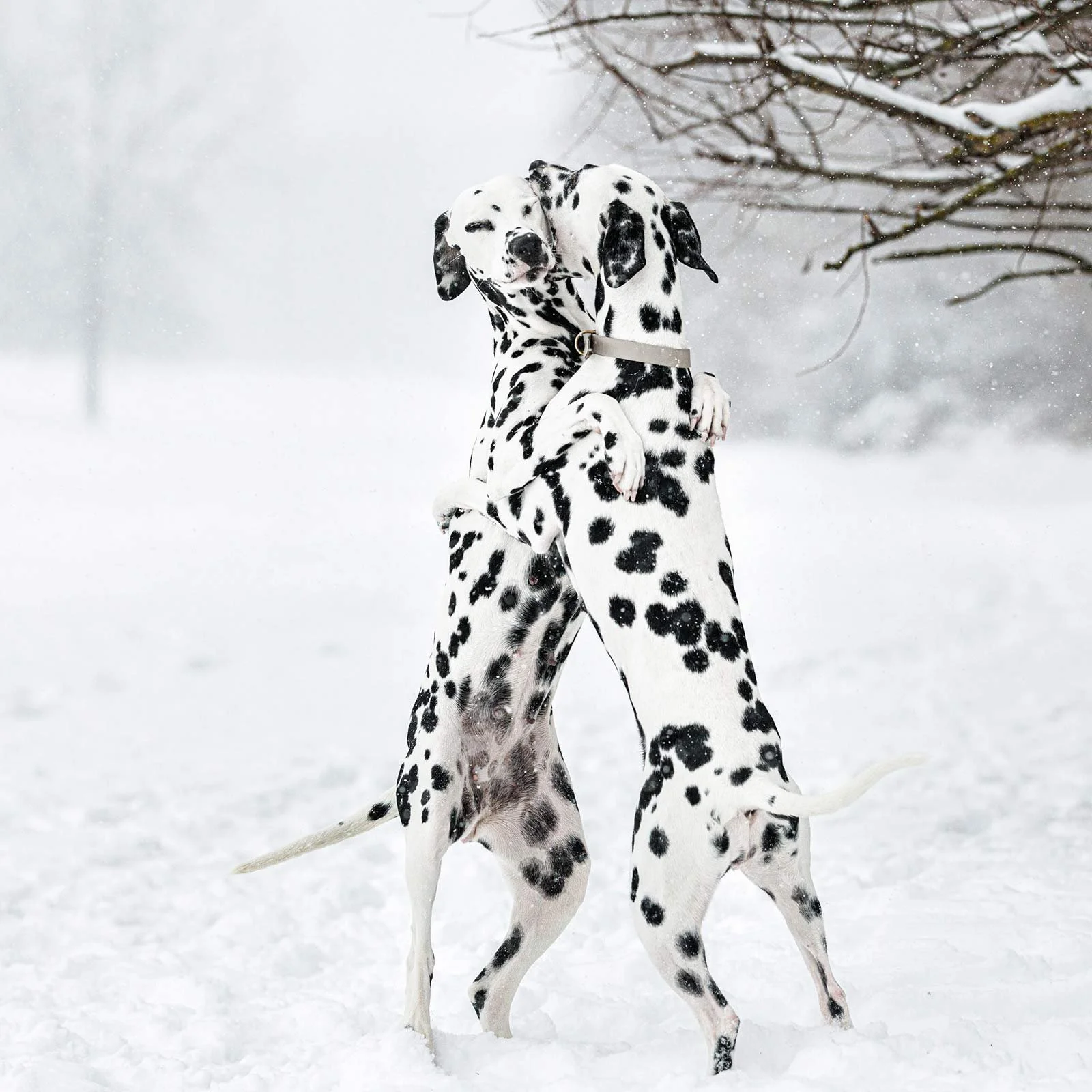 Two Dalmatian dogs playing and hugging each other in the snow outdoors during winter.