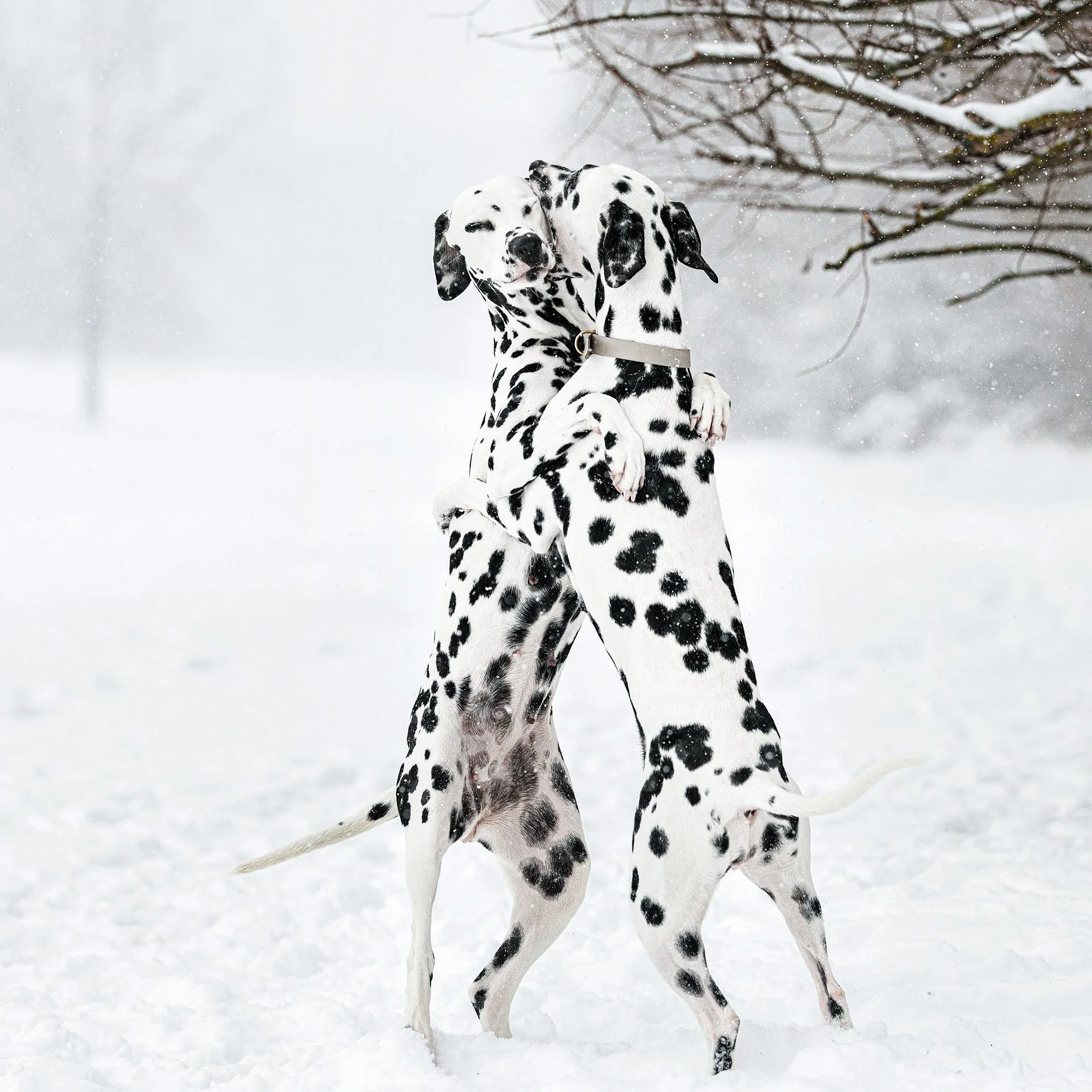 Dalmatiner, dalmatian, dalmatinski pas, Two Dalmatian dogs playfully hugging in a snowy outdoor setting with snow-covered ground and bare tree branches in the background.