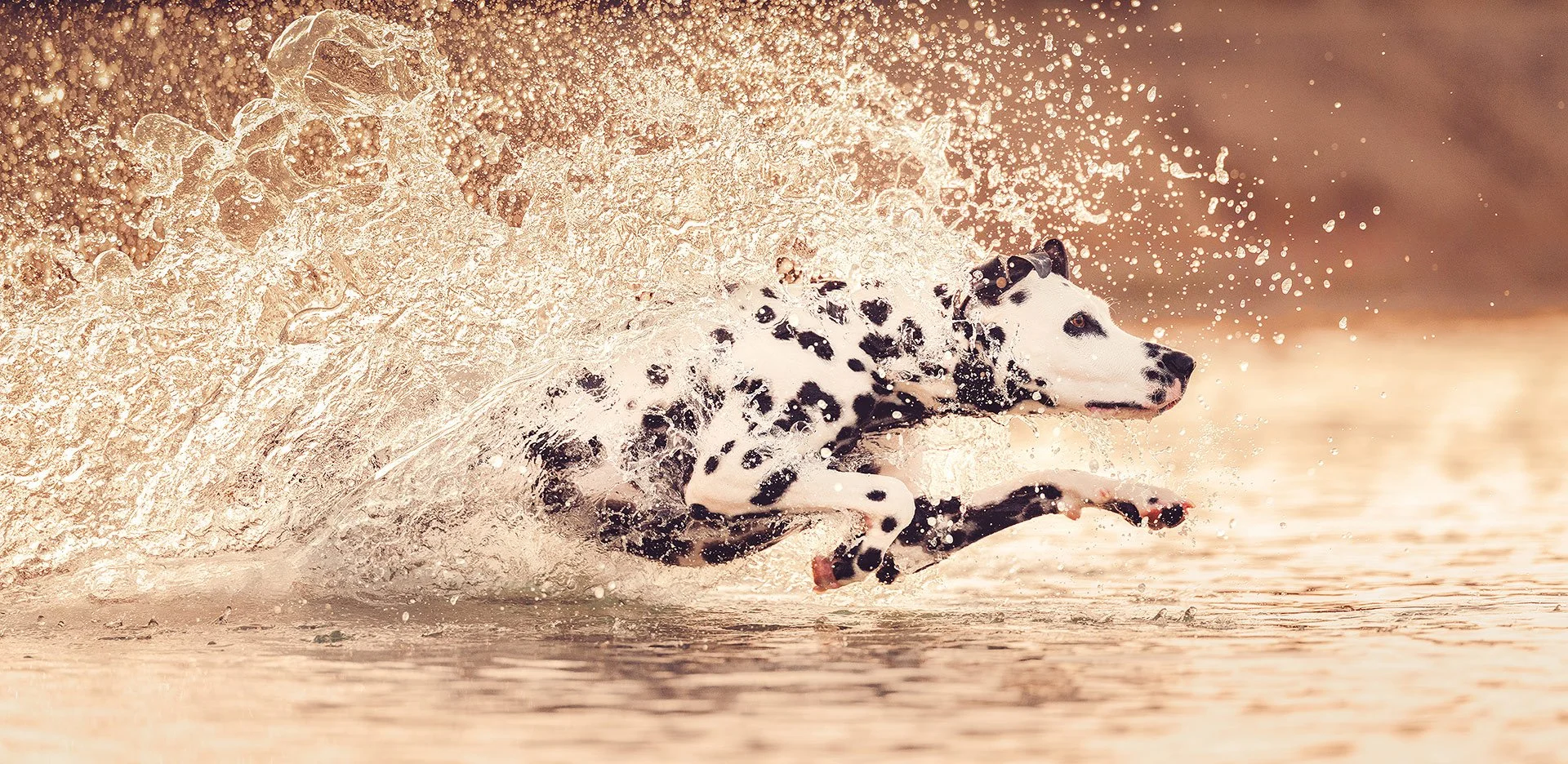 A Dalmatian dog running through water, creating a splash, with a blurred background. Dalmatiner, dalmatian, dalmatinski pas,