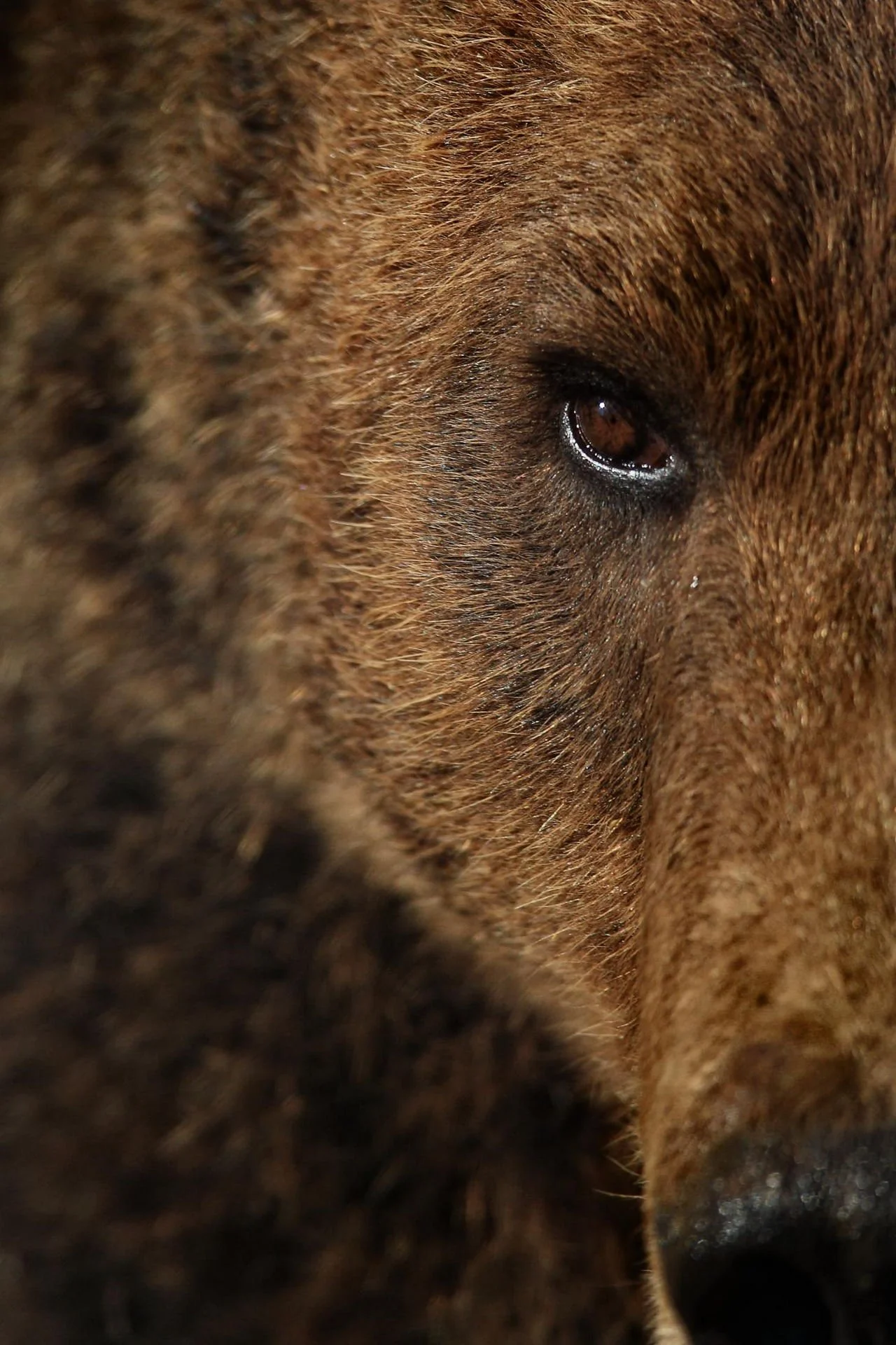 Zima Plitvice0265_2.jpg