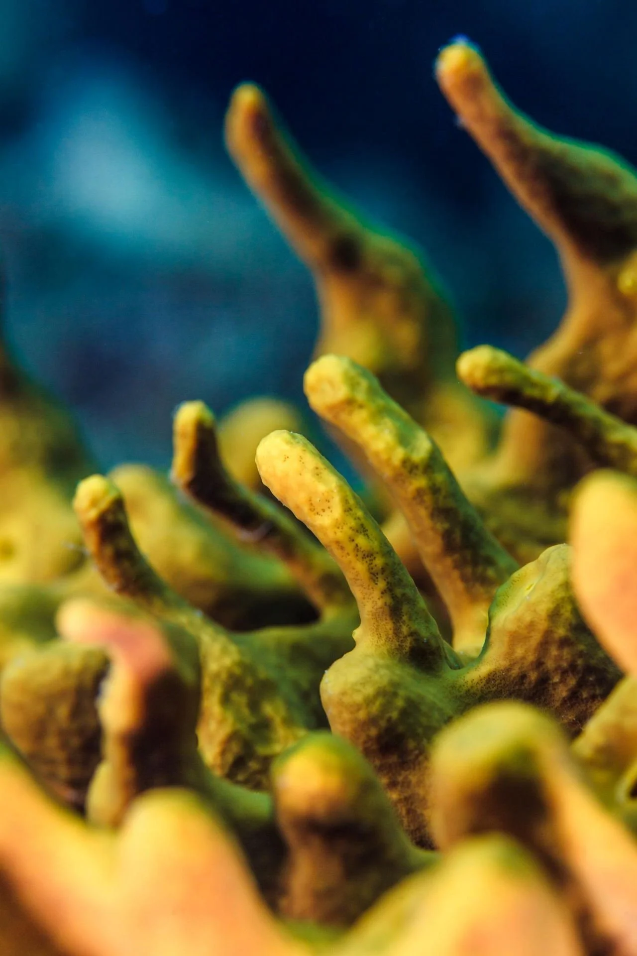 Close-up of a yellow and green coral with a dark blue background.