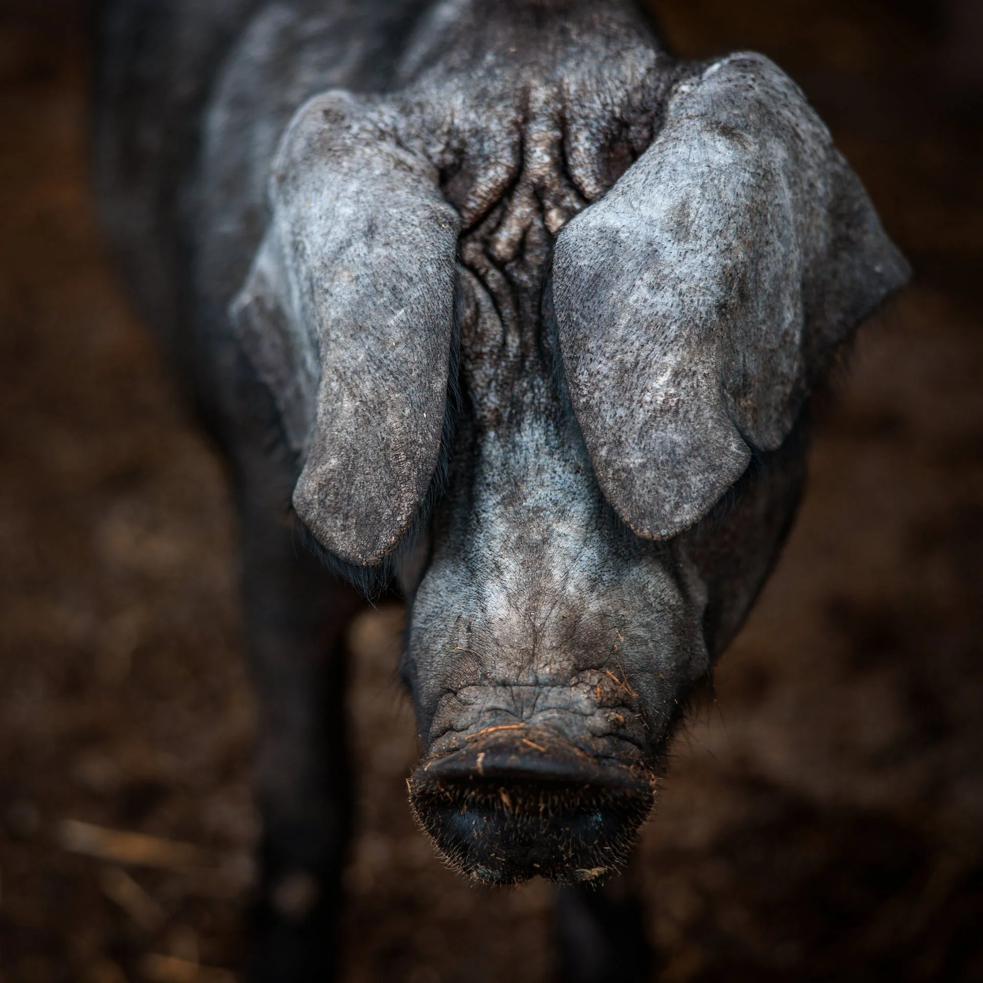 crna svinja, slavonska crna svinja