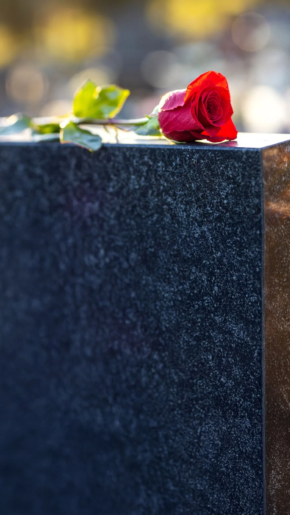Tumman hautakiven päällä punainen ruusu.