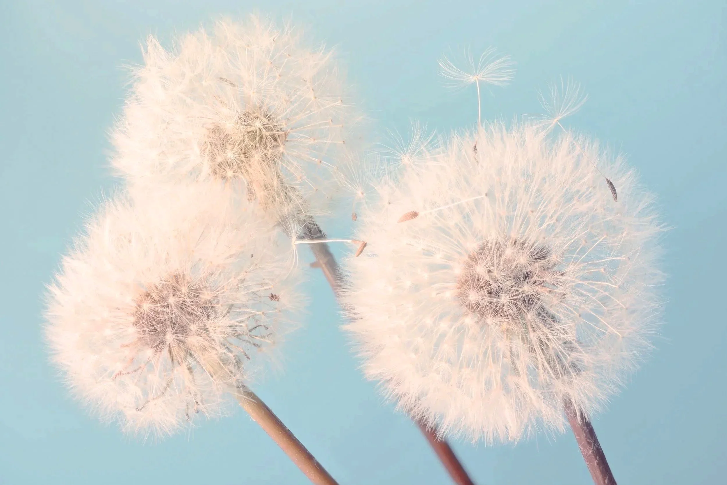 Close-up of white dandelion seed heads against a light blue sky background.