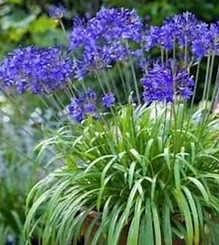 Agapanthus