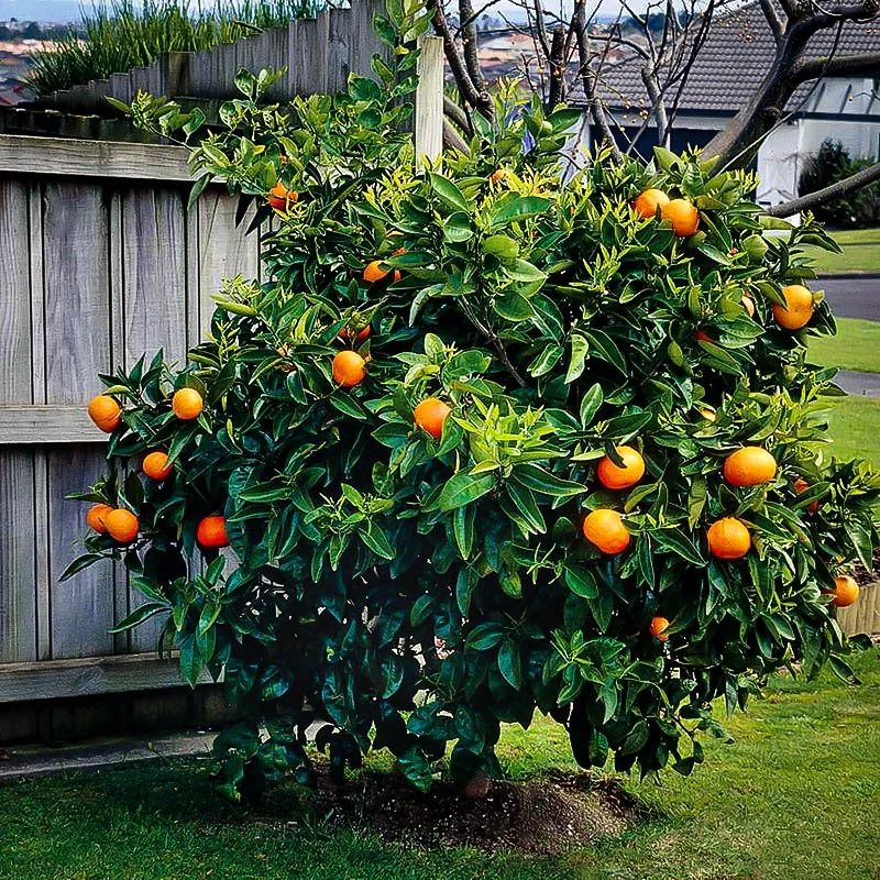 Orange Tree