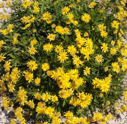 African Bush Daisy