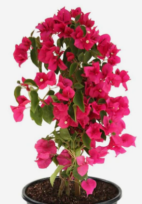 Bougainvillea
