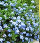 Plumbago 