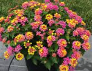 Mounding Lantana