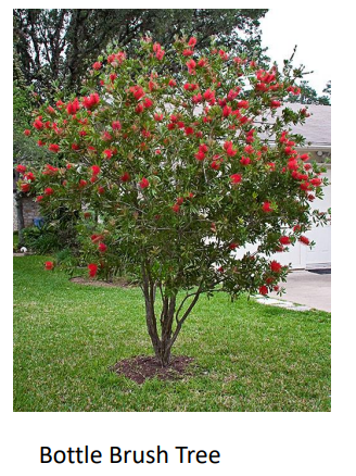 Bottle Brush Tree
