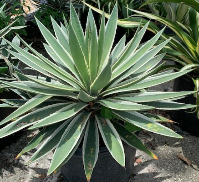 Agave