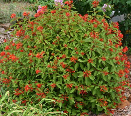 Fire Bush