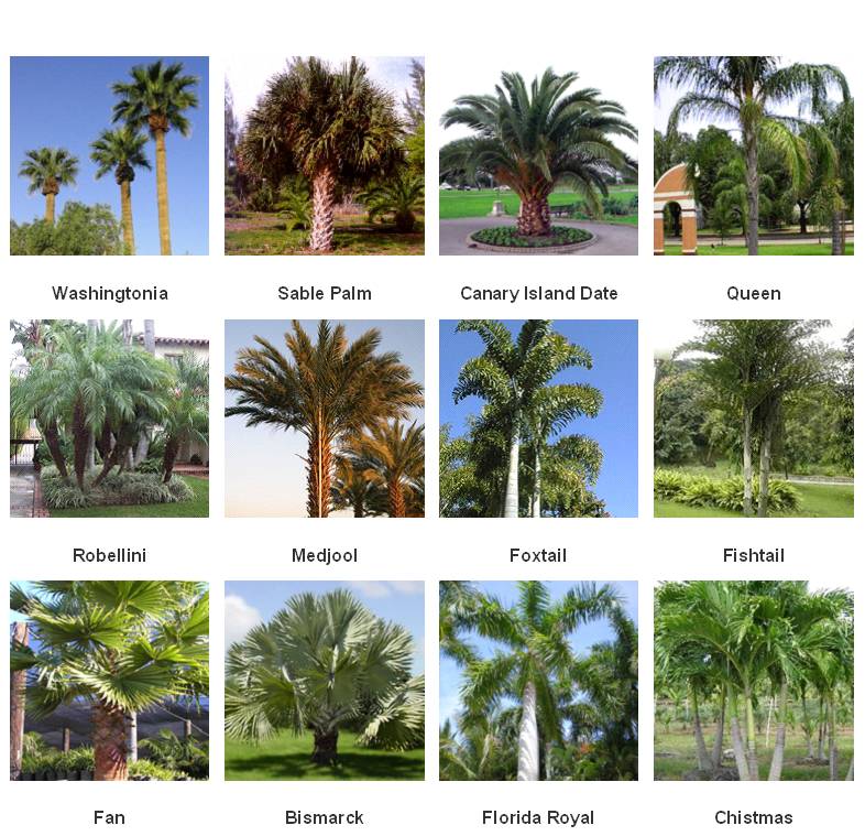Palm Trees 1 of 2.png
