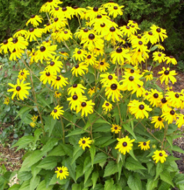 Black Eyed Susan