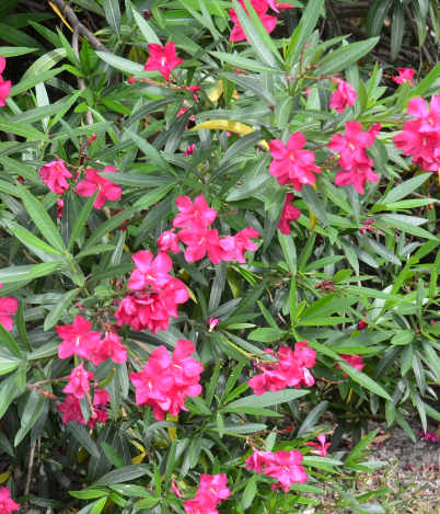 Oleander