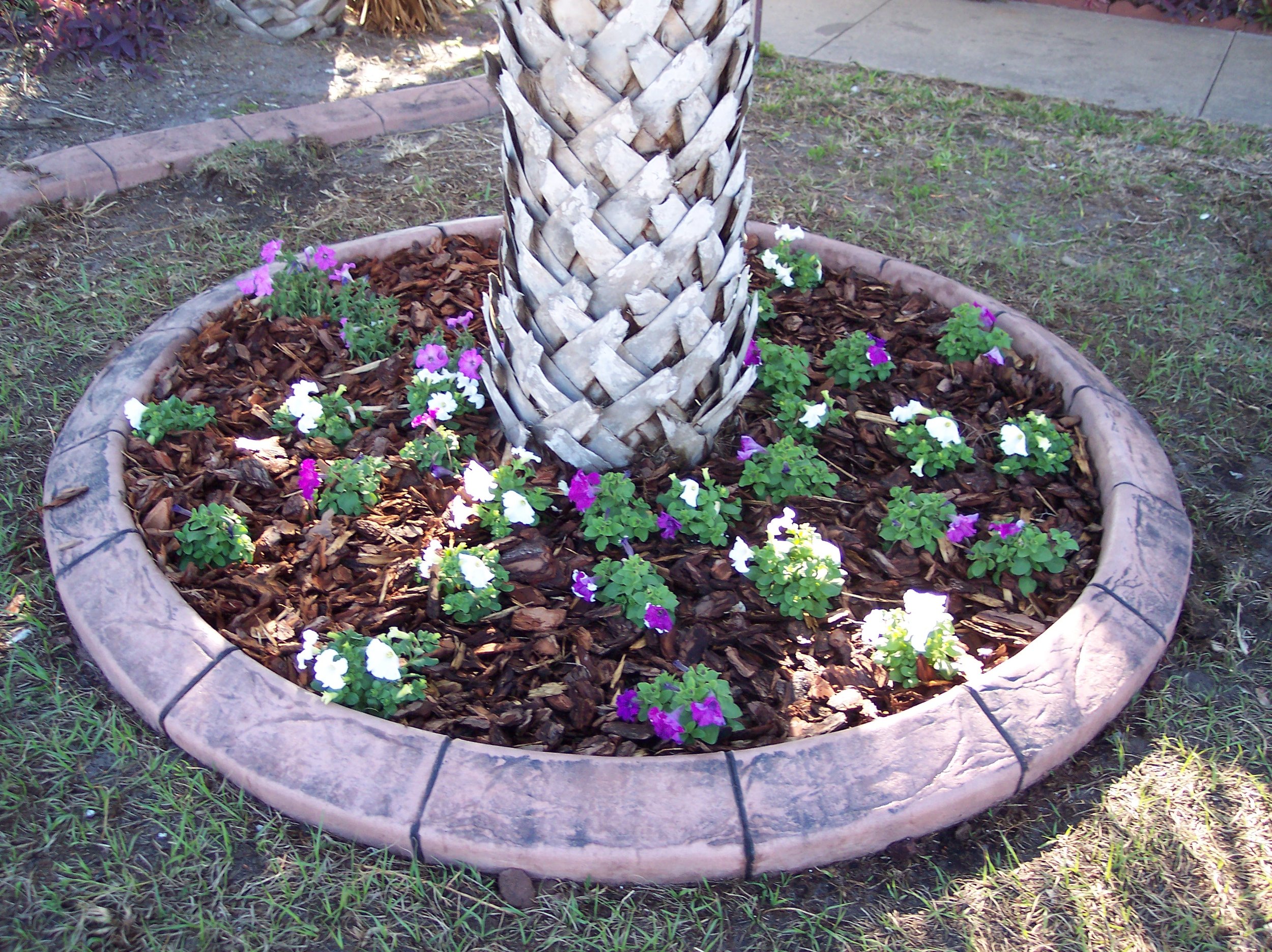 A circular flower bed with a palm tree in the center, surrounded by purple and white flowers, with a brick border and a grassy area nearby.