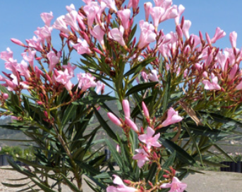 Oleander