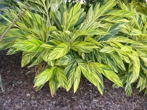 Variegated Ginger