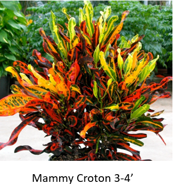 Mammy Croton
