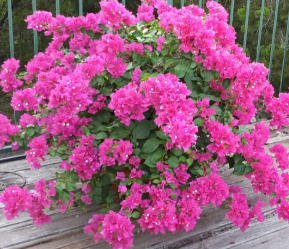 Bouganvillea