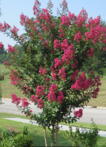 Crepe Myrtle