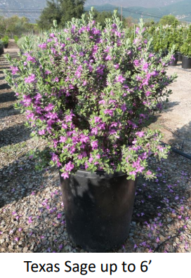 Texas Sage