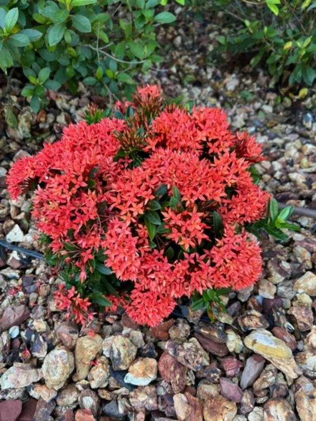 Orange Ixora