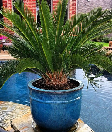 Sago Palm