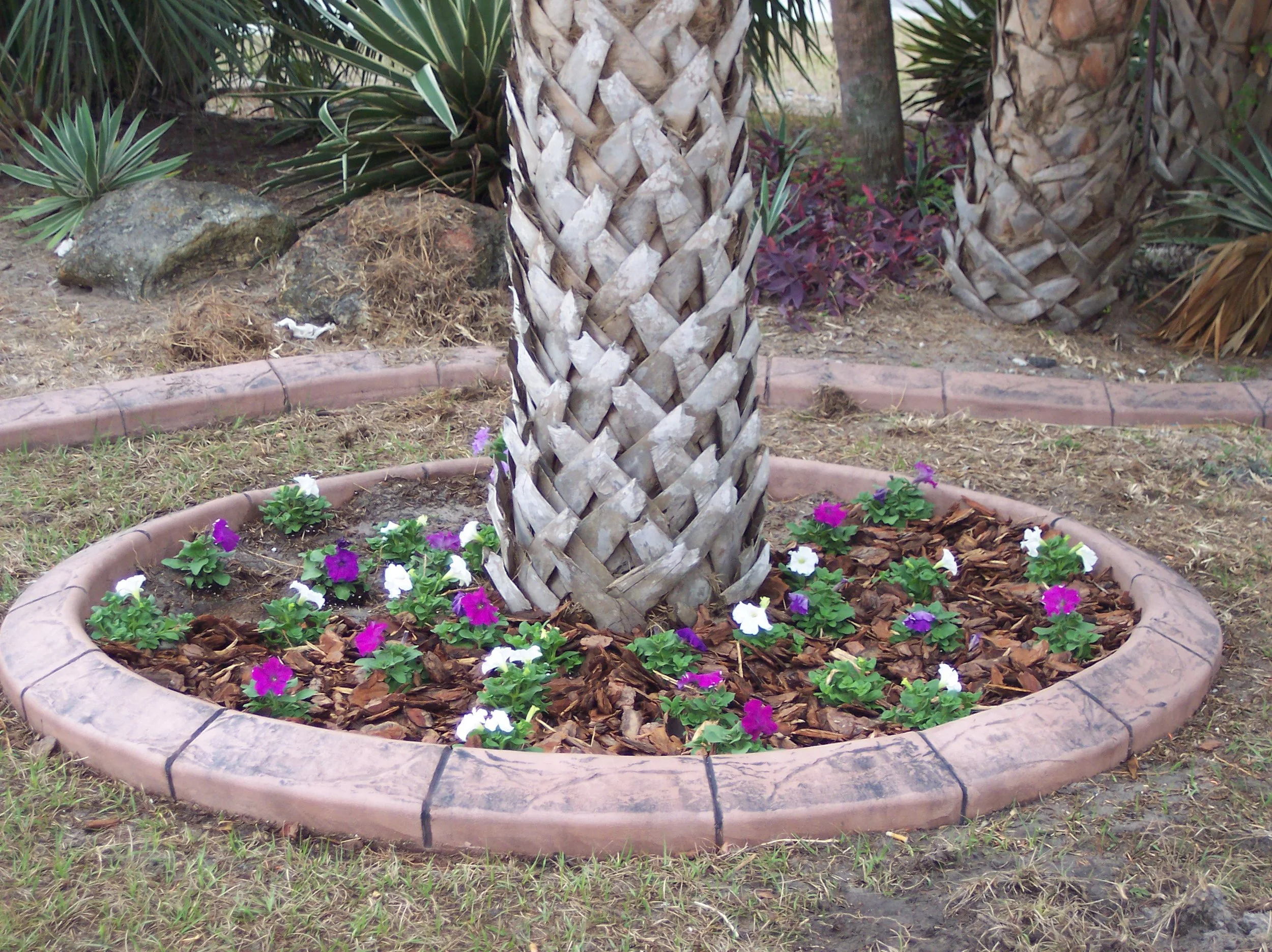 Dusty Rose - Charcoal Gray