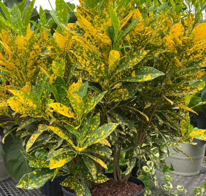 Gold Dust Croton