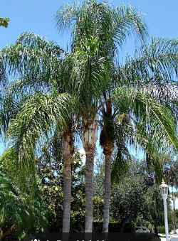 Queen Palm